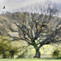 Buy canvas prints of  Sunlit tree and a bird by Mal Bray