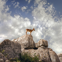 Buy canvas prints of Wild mountain goats - Ibex in El Torcal,  Antequer by Mal Bray