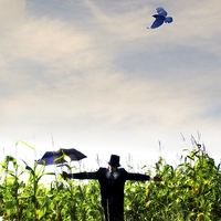 Buy canvas prints of A human scarecrow in the corn  by Mal Bray