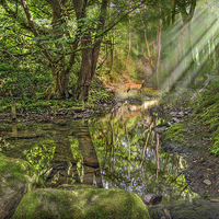 Buy canvas prints of  Woodland Deer by a Brook by Mal Bray