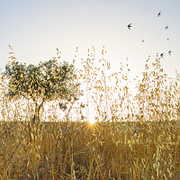 Buy canvas prints of Olive Grove Sunrise with Swifts by Mal Bray