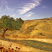 Buy canvas prints of    Olive Tree Valley Sunshine                      by Mal Bray