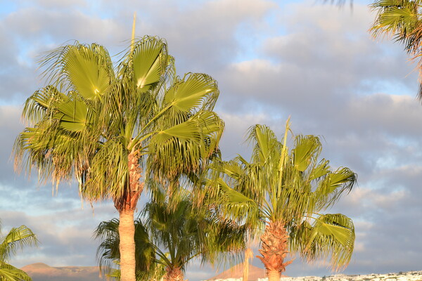 Palm Trees n Lanzarote Picture Board by John Bridge