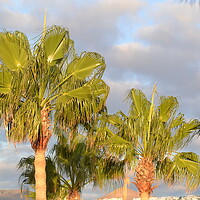Buy canvas prints of Palm Trees n Lanzarote by John Bridge
