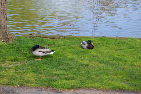Ducks at Chelmsford Central Park Picture Board by John Bridge