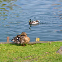Buy canvas prints of Ducks at Chelmsford Central Park by John Bridge