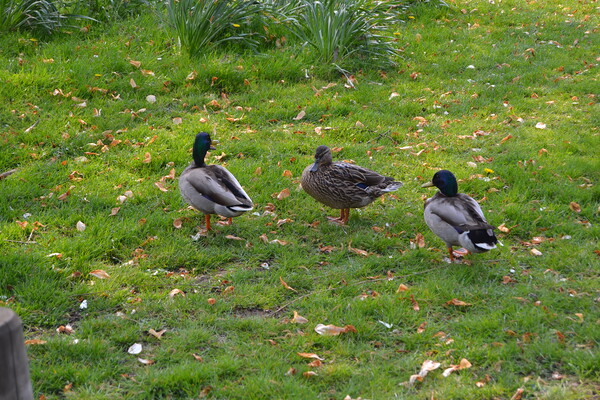 Ducks at Chelmsford Central Park Picture Board by John Bridge