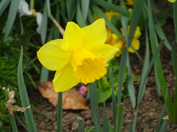 Chalkwell Park Daffodil Picture Board by John Bridge
