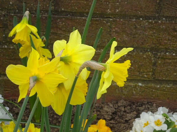 Chalkwell Park Daffodils Picture Board by John Bridge