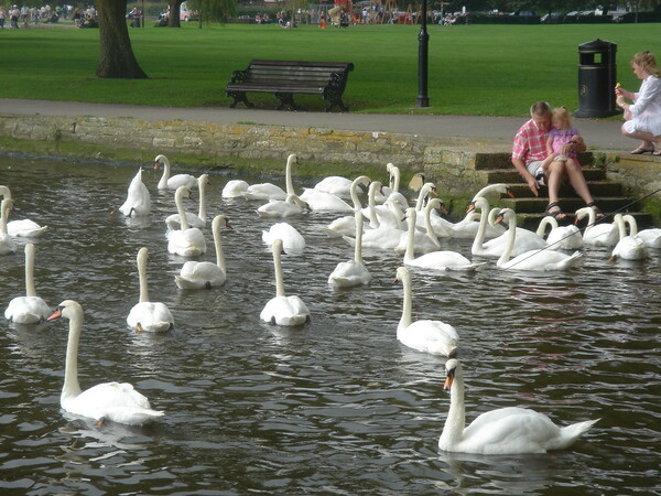 Swans at Christchurch Picture Board by John Bridge