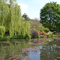 Buy canvas prints of Monet's Garden by John Bridge
