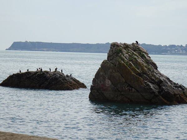 Rocky Remains at Torquay Picture Board by John Bridge