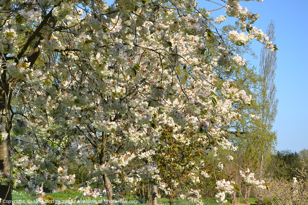 Springtime Bloom in Sissinghurst Picture Board by John Bridge