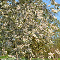Buy canvas prints of Springtime Bloom in Sissinghurst by John Bridge