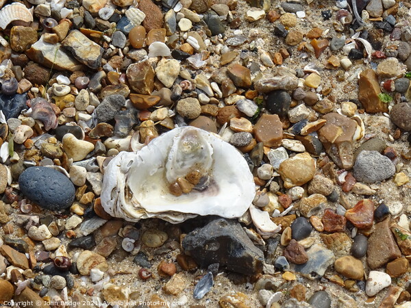 Oyster Shell at West Mersea Picture Board by John Bridge