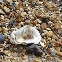 Buy canvas prints of Oyster Shell at West Mersea by John Bridge