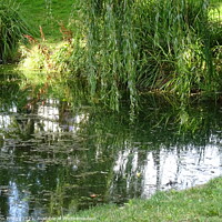 Buy canvas prints of Reflections in Chalkwell Park by John Bridge