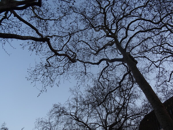 Twilight  Trees in Leicester Square Picture Board by John Bridge