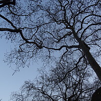 Buy canvas prints of Twilight  Trees in Leicester Square by John Bridge
