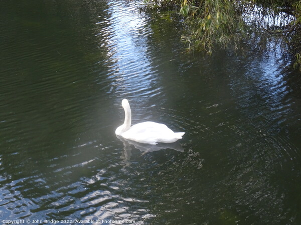 Swan in Chelmsford Picture Board by John Bridge
