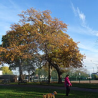 Buy canvas prints of Autumn in Chalkwell Park by John Bridge