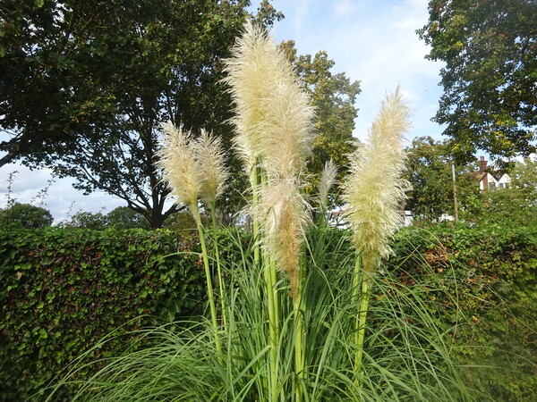 Pampas Grass in Chalkwell Park Picture Board by John Bridge