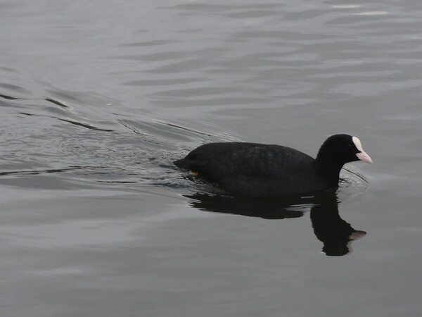 A Coot picture Picture Board by John Bridge