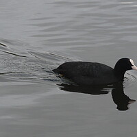 Buy canvas prints of A Coot picture by John Bridge