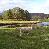 Buy canvas prints of A Lonely Sheep in the Lake District by John Bridge