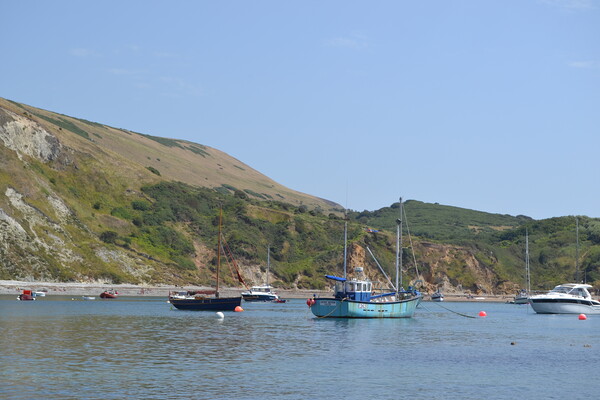 Yachts at Lulworth Cove Picture Board by John Bridge