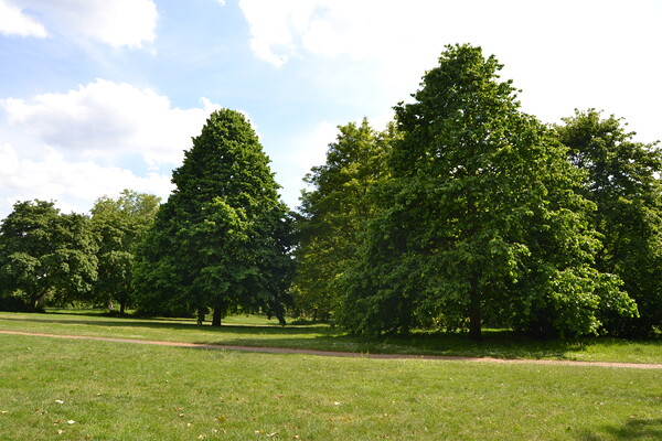 Trees in Knowle Park Picture Board by John Bridge