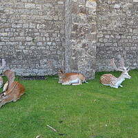 Buy canvas prints of Resting Deer by John Bridge