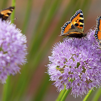 Buy canvas prints of  Butterflies by Vince Betts