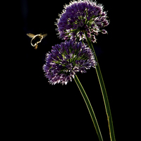 Buy canvas prints of Bee in Flight by Vince Betts