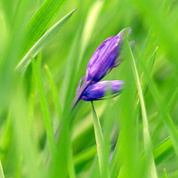 Buy canvas prints of Single bluebell by Andrew Heaps