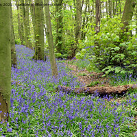Buy canvas prints of Woodland bluebells by Andrew Heaps