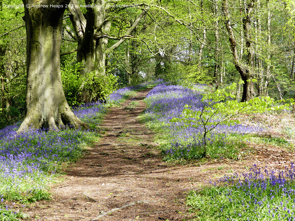 Spring woodland sunshine bluebells. Picture Board by Andrew Heaps