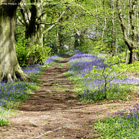Buy canvas prints of Spring woodland sunshine bluebells. by Andrew Heaps