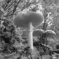 Buy canvas prints of Woodland fungi underneath view. by Andrew Heaps