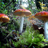 Buy canvas prints of Enchanting Red Fungi by Andrew Heaps
