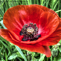 Buy canvas prints of Poppy flower head in HDR by Andrew Heaps