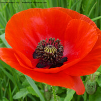 Buy canvas prints of Poppy flower head for remembrance. by Andrew Heaps
