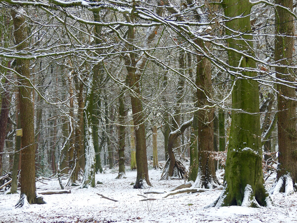 Winter woodland snowy scene. Picture Board by Andrew Heaps