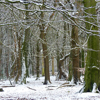 Buy canvas prints of Winter woodland snowy scene. by Andrew Heaps