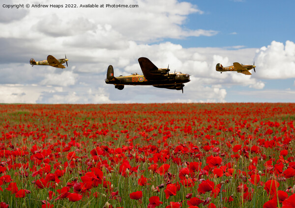 Flying bomber and spitfire planes over poppy field Picture Board by Andrew Heaps