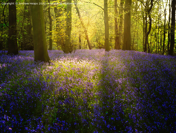 Bluebells in local wood sun setting rays  Picture Board by Andrew Heaps