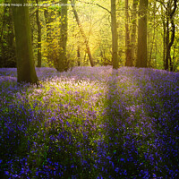 Buy canvas prints of Bluebells in local wood sun setting rays  by Andrew Heaps