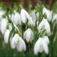Buy canvas prints of Serene snowdrop in bloom by Andrew Heaps