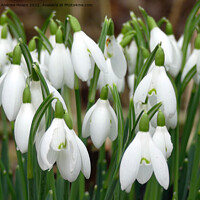 Buy canvas prints of Snowdrop spring flower by Andrew Heaps