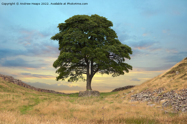 Sycamore gap & hadrians wall Picture Board by Andrew Heaps